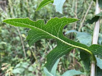 PLANT